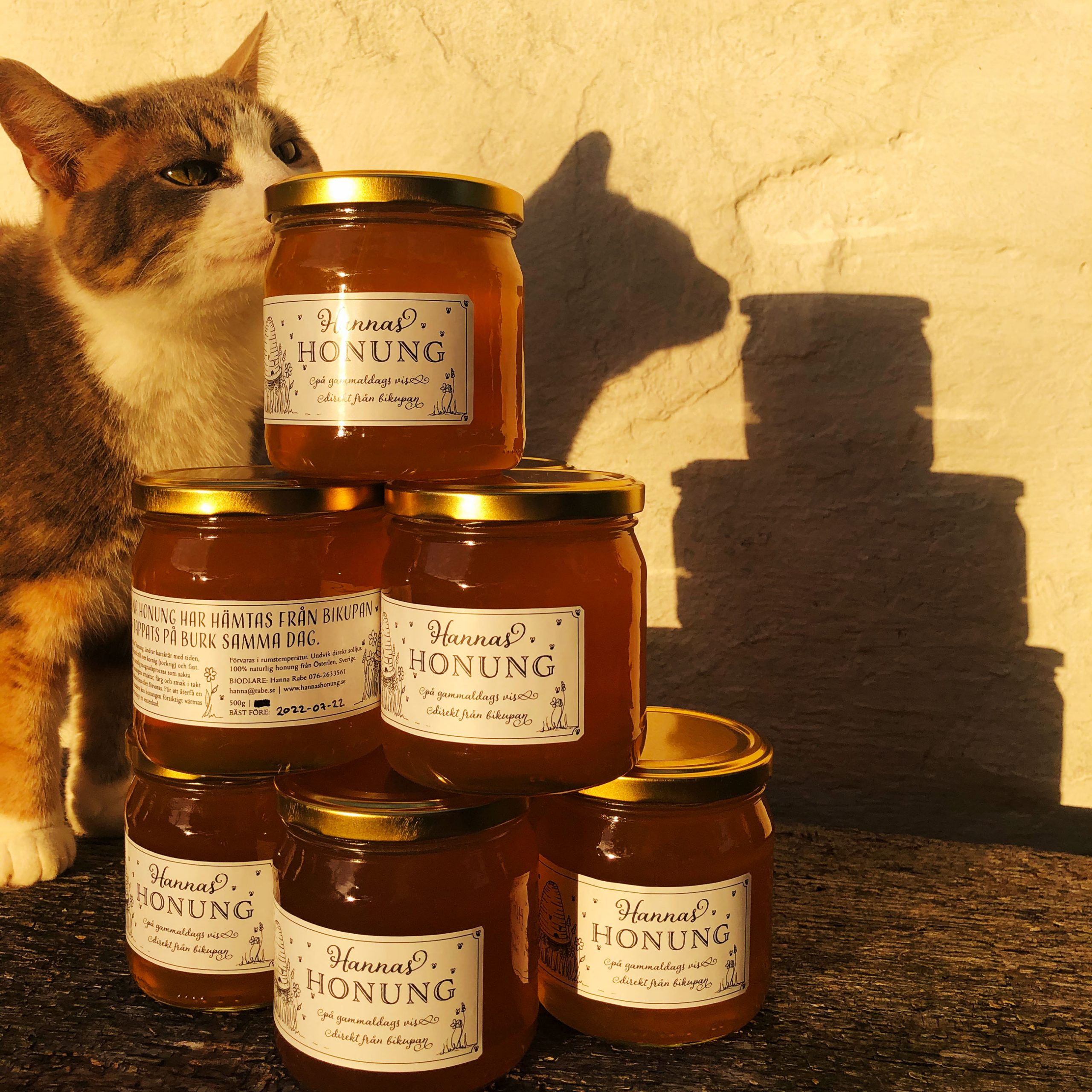 Katten Lucas gillar Hannas Honung